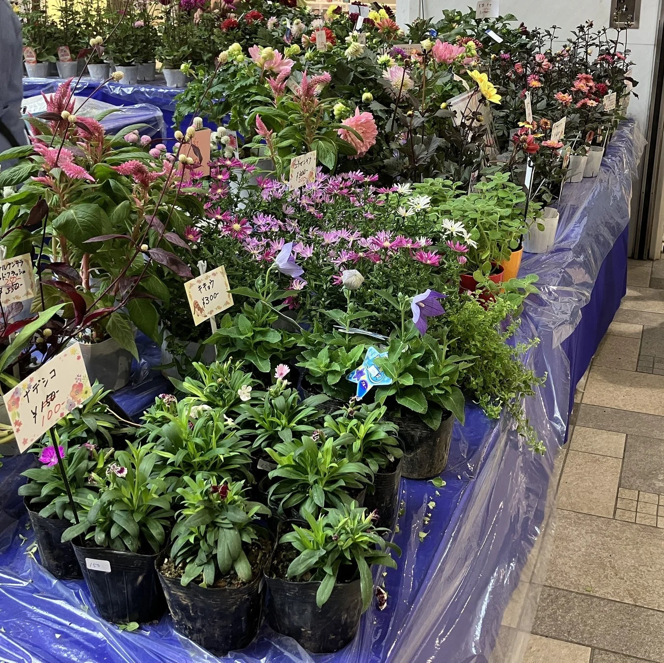 鉢植えの花が並ぶ販売風景