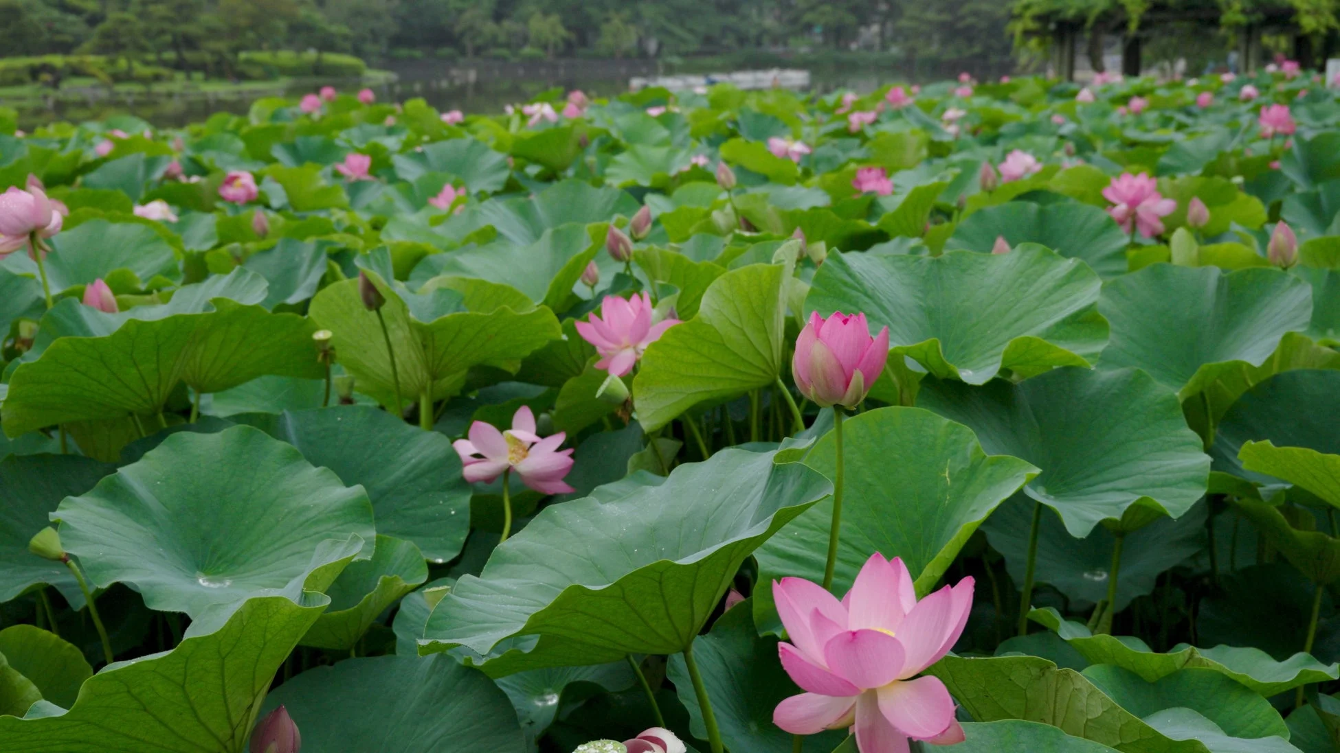 ZONE4 つながりの森