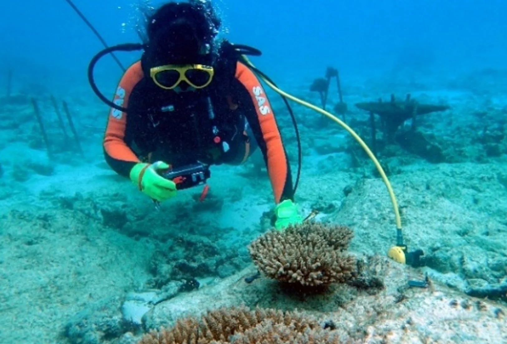 海中でサンゴ礁を調査するダイバー