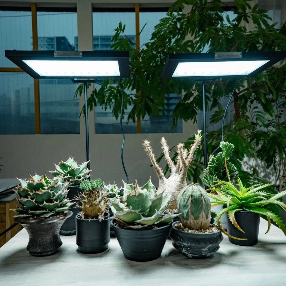 植物育成ライトで照らされた多肉植物