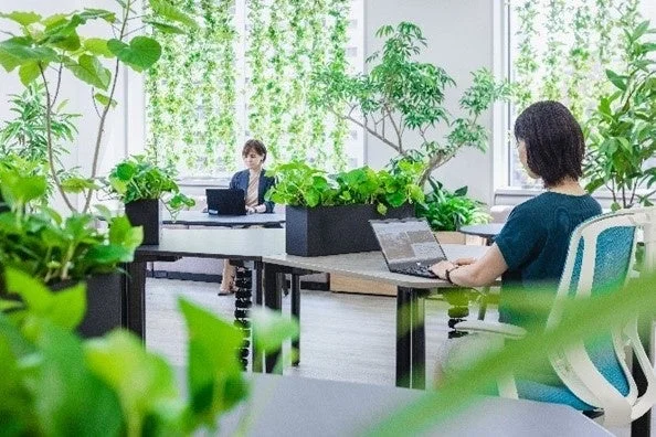 オフィスと観葉植物