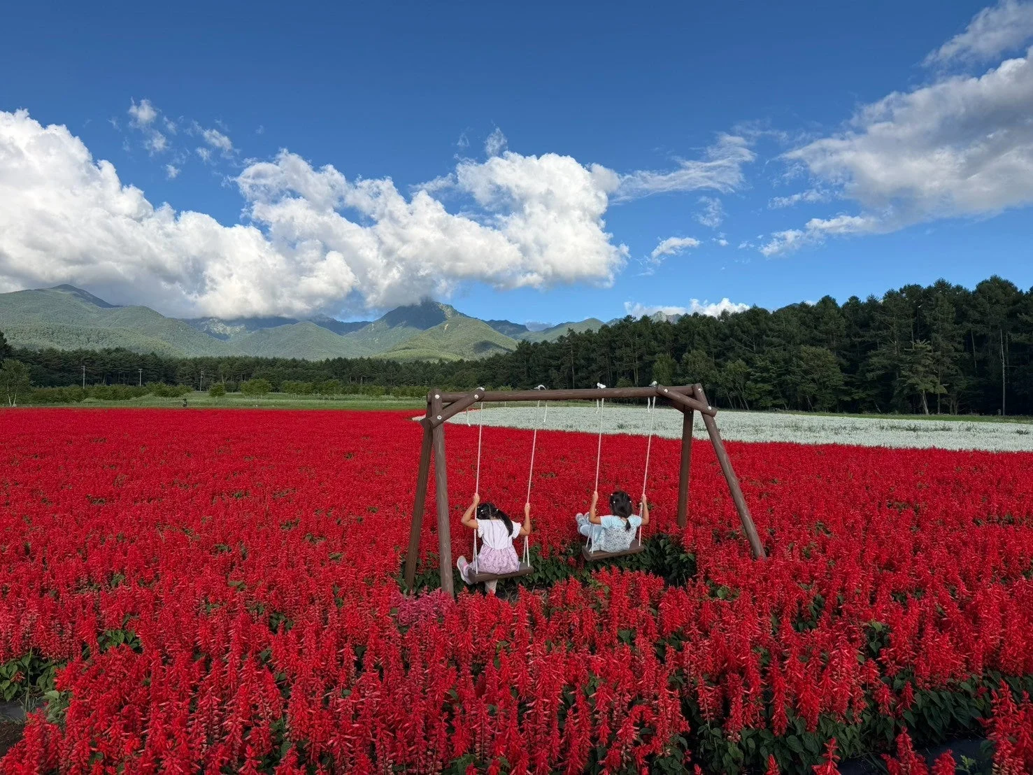 広大な赤いサルビアの花畑の中で、二人の子供がブランコを楽しんでいる風景