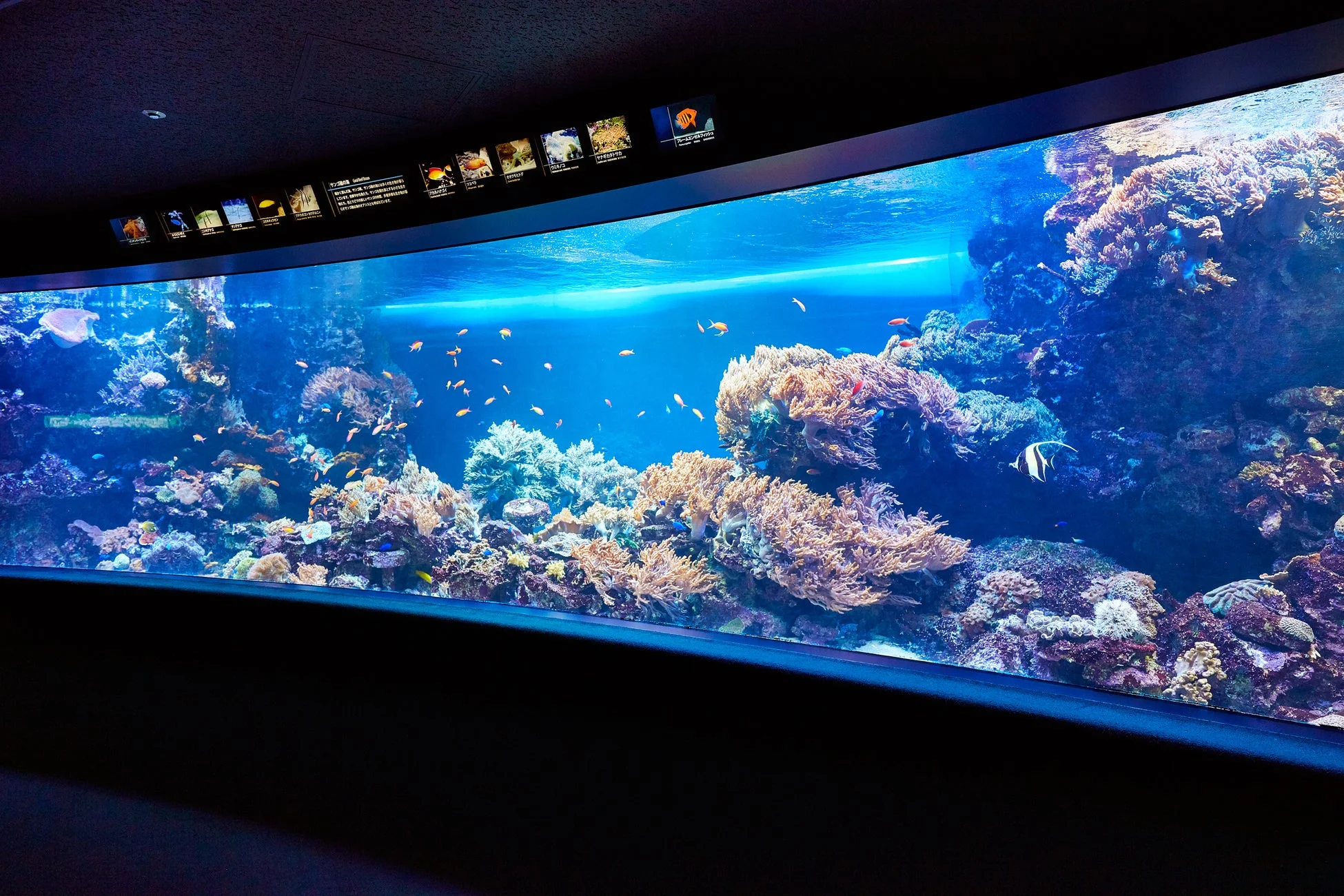 サンゴ礁の魚たちが泳ぐ水族館の水槽