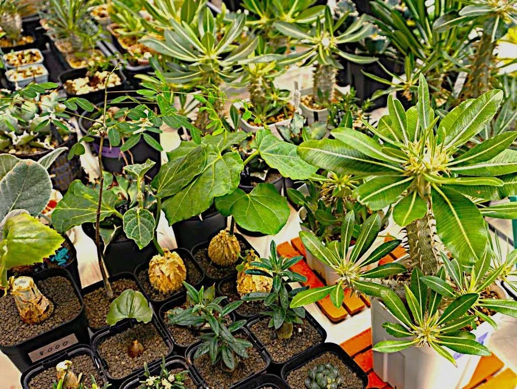 様々な植物が並ぶ様子