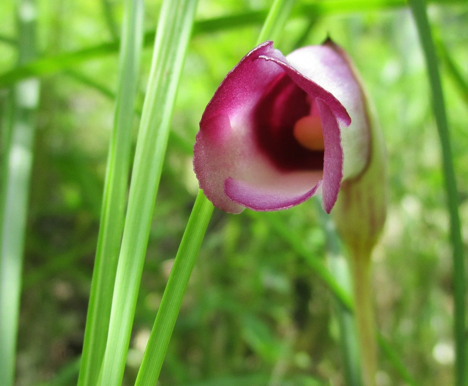 独特な形状の紫と白の花