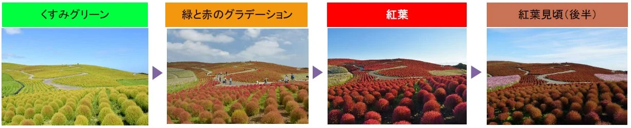 コキア色変化