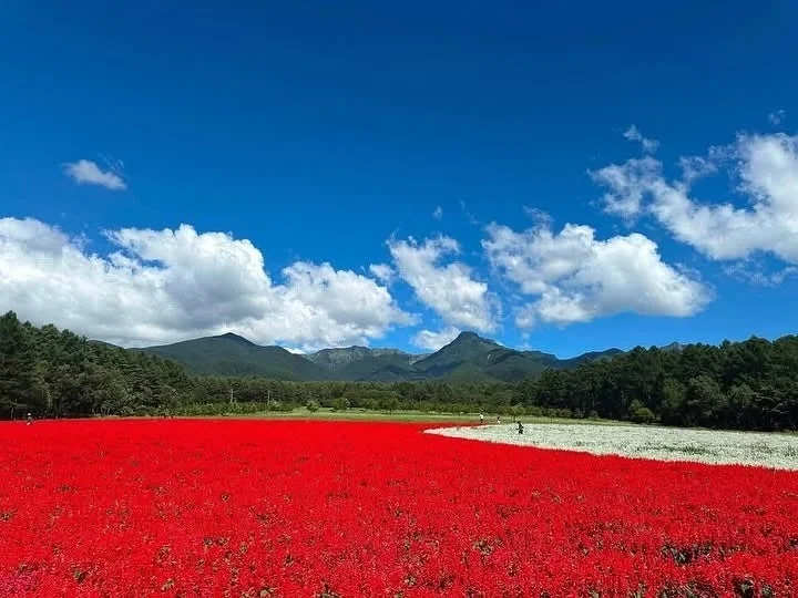 広大な花畑が広がる風景写真です。手前には鮮やかな赤い花が咲き誇り、その奥には白い花の帯が続いています