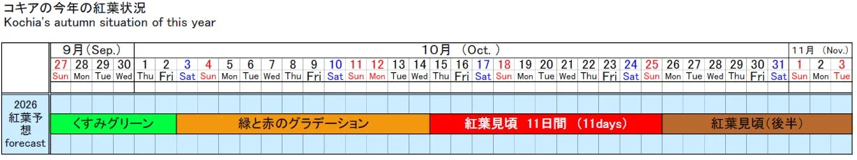 コキア紅葉予想カレンダー