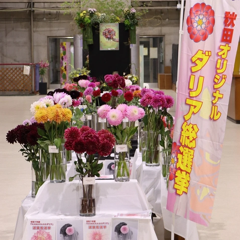NAMAHAGEダリア総選挙ののぼりが立つダリア展示