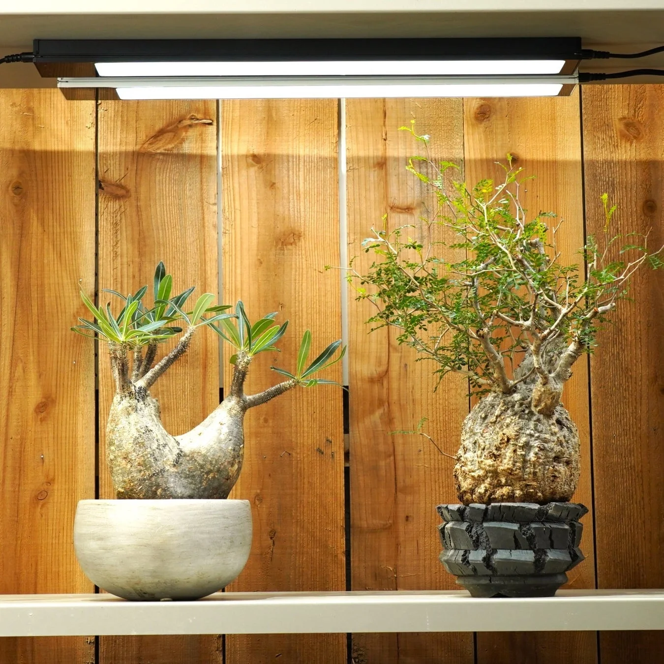 植物育成ライトで照らされた塊根植物
