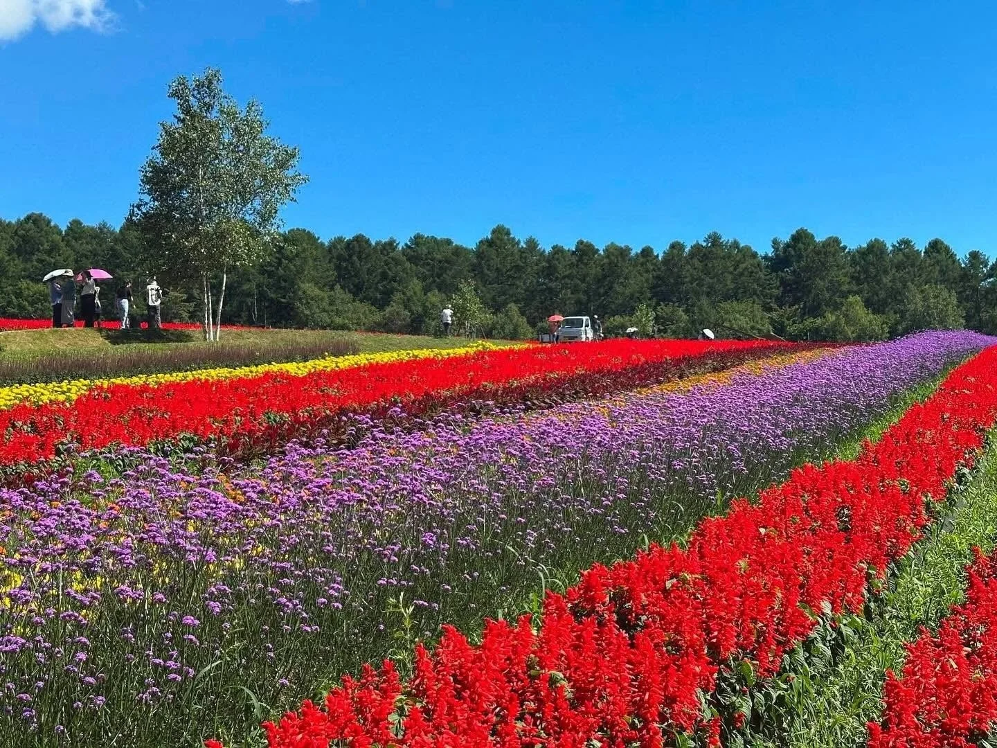 青い空の下、赤、紫、黄色の花々がストライプ状に広がる美しい花畑の風景です