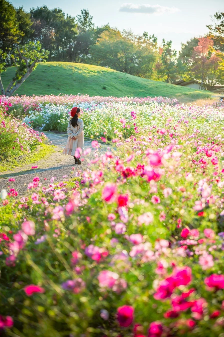 夕暮れのコスモス畑に佇む女性
