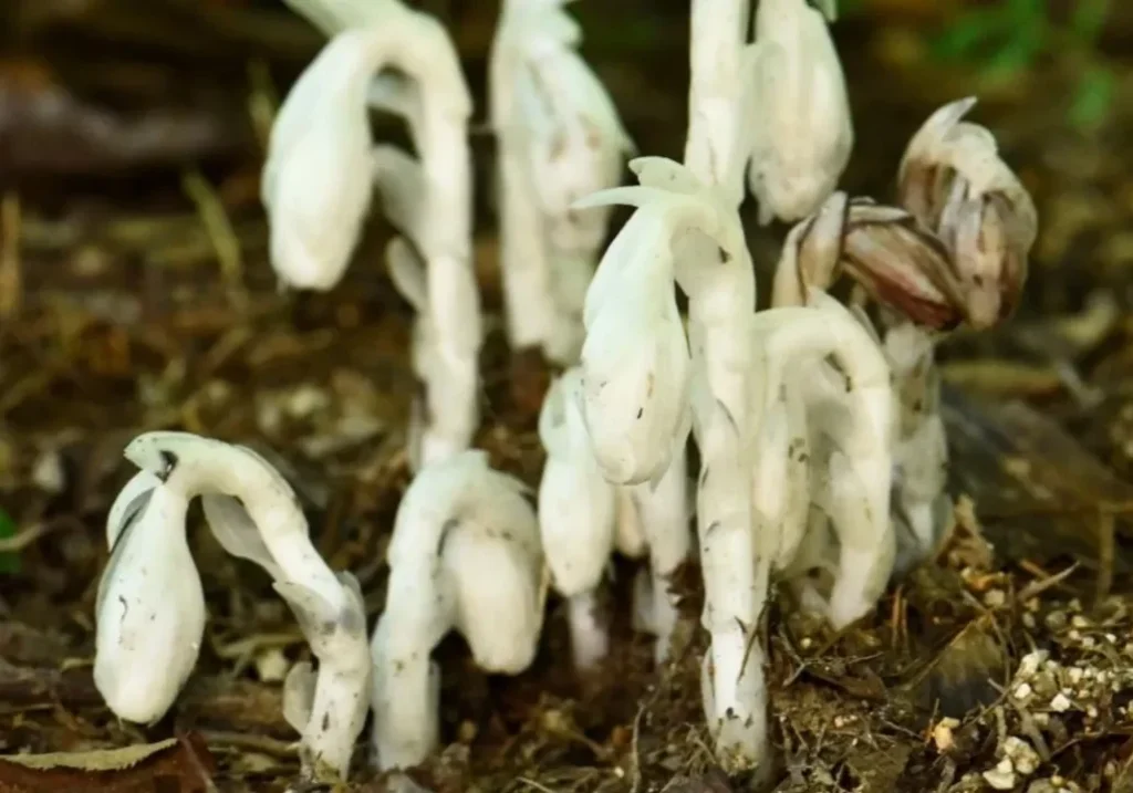 六甲高山植物園で「神出鬼没」なギンリョウソウモドキが開花!秋の珍しい植物とキャンペーン情報