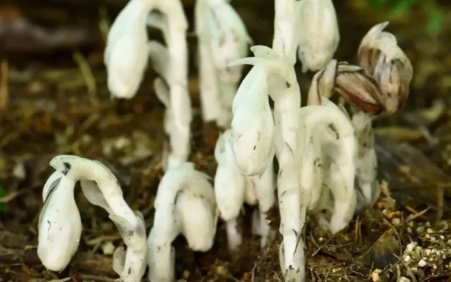 六甲高山植物園で「神出鬼没」なギンリョウソウモドキが開花！秋の珍しい植物とキャンペーン情報