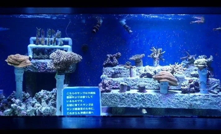 青い光に照らされた水槽のサンゴ