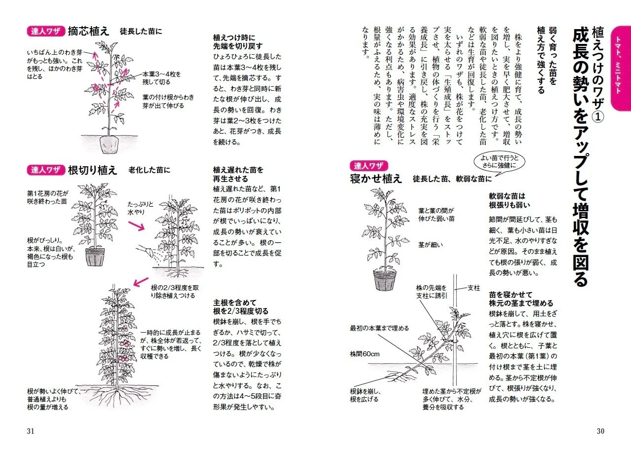 トマトの植えつけワザ