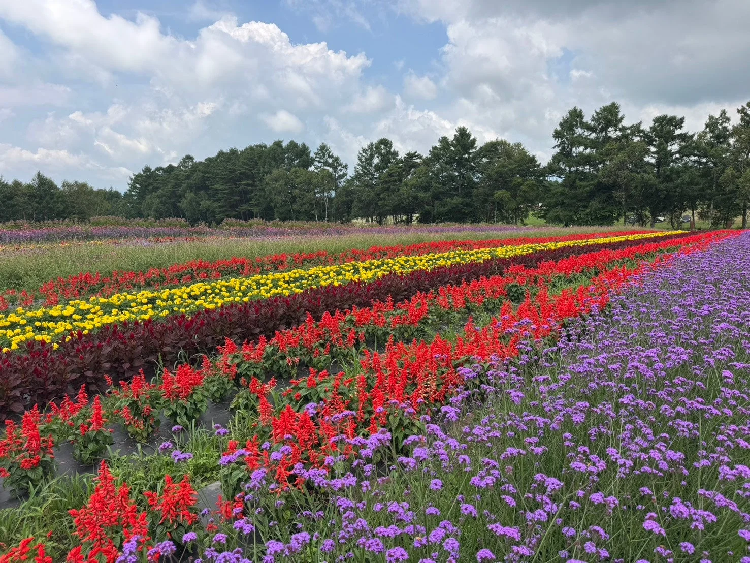 色とりどりの花が咲き誇る広大な花畑の風景です