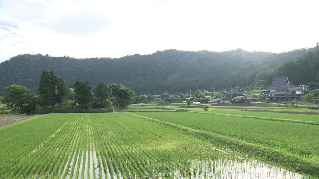 休耕田を池にして高級魚を養殖、厄介者のザリガニは地域資源に 京都・美山町の農学博士を追う「ドキュメンタリー7」
