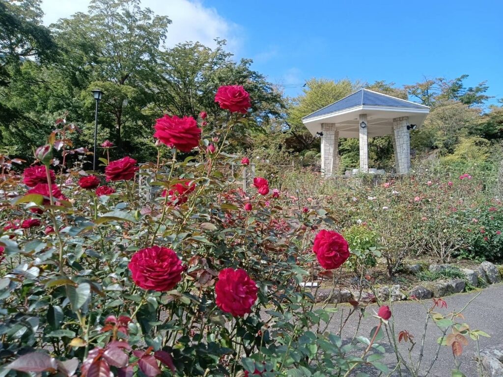 箱根強羅公園の秋バラが開花しました!