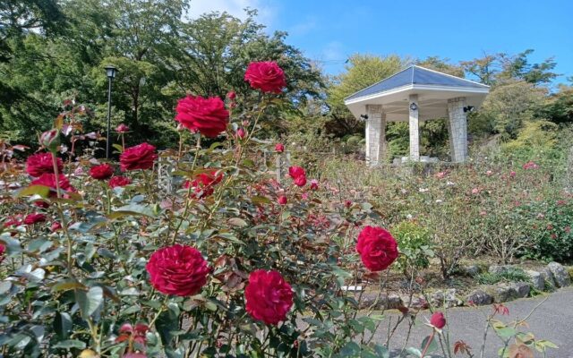 箱根強羅公園の秋バラが開花しました！